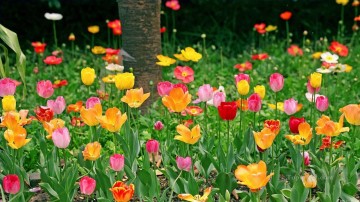  Tulipanes Obras - Tulipanes, flores terrestres, pintura de fotos a arte
